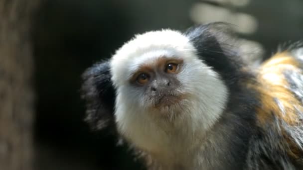 Marmoset dalla testa bianca — Video Stock