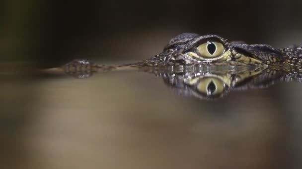 小鳄鱼 — 图库视频影像