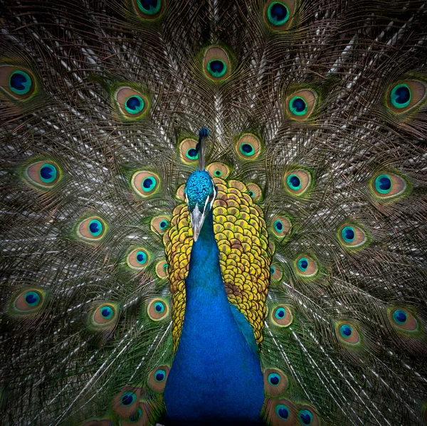 Peacock — Stock Photo, Image