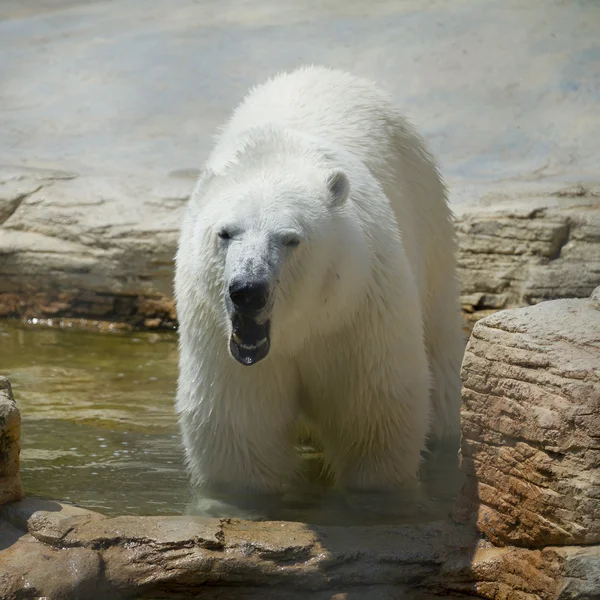 Eisbär — Stockfoto