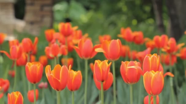 Tulpen im Park — Stockvideo