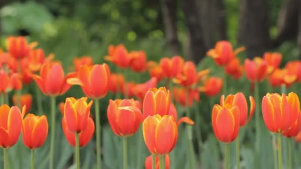 Tulipanes en el parque — Vídeo de stock