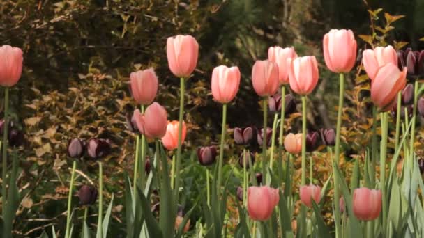 Tulipanes en el parque — Vídeo de stock