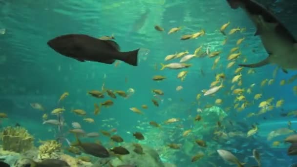 Acquario con squalo — Video Stock