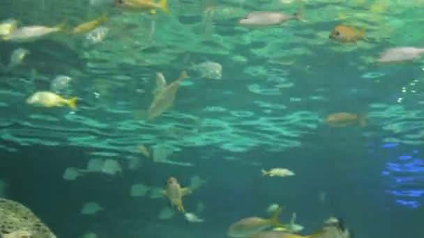 Aquarium avec poissons exotiques — Video