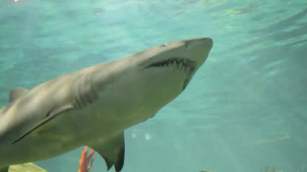 Aquarium with shark — Stock Video