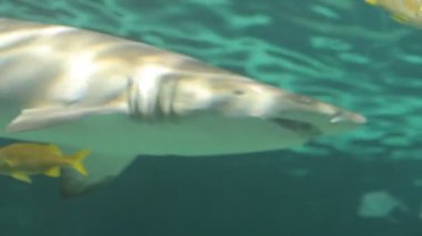 Egzotik balıklı akvaryum