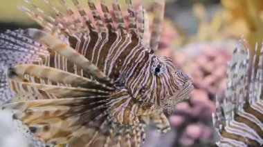 Egzotik balıklı akvaryum