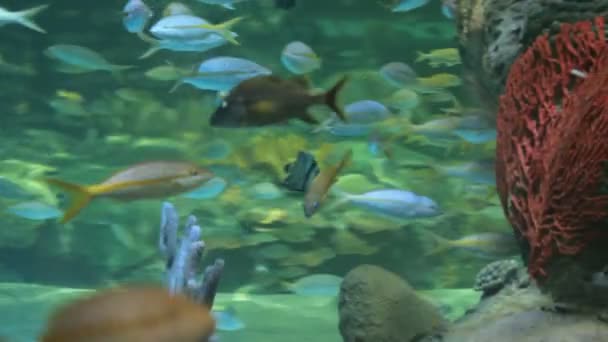Аквариум с экзотическими рыбами — стоковое видео