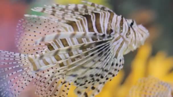 Аквариум с экзотическими рыбами — стоковое видео