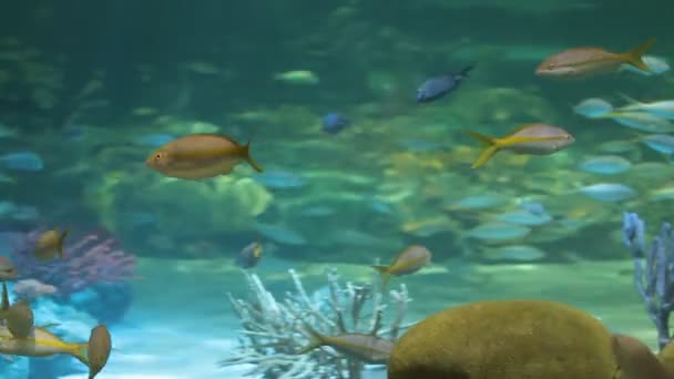 Egzotik balıklı akvaryum — Stok video