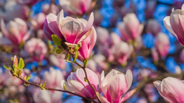 Rózsaszín magnolia — Stock videók
