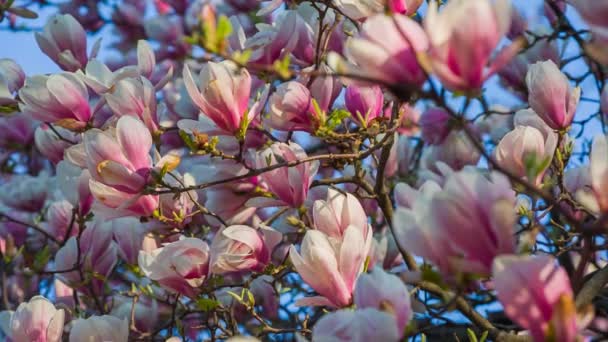 Rosa magnolia — Stockvideo