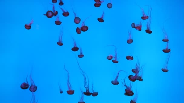 Jellyfishes — Stock video