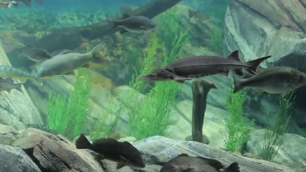 Aquarium mit exotischen Fischen — Stockvideo