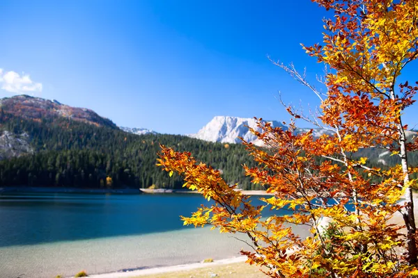 Durmitor Milli Parkı, Karadağ'ın sonbahar ağacında — Stok fotoğraf