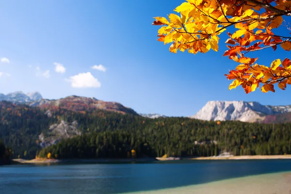 Paesaggio roccioso con albero autunnale in un lago in Montenegro — Foto Stock