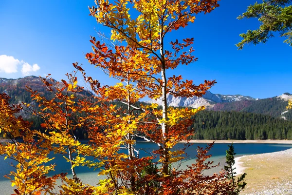 Sonbaharda durmitor Milli Parkı — Stok fotoğraf