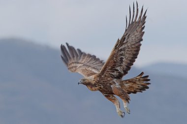 Altın Kartal