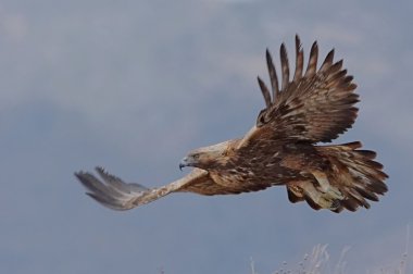 Altın Kartal