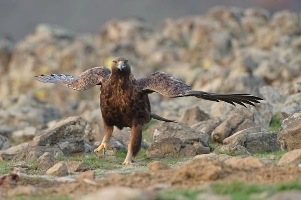 Golden Eagle — Stock Photo, Image