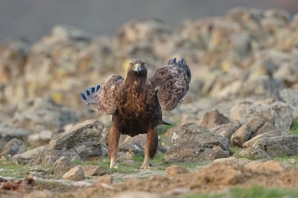 Golden Eagle — Stock Photo, Image