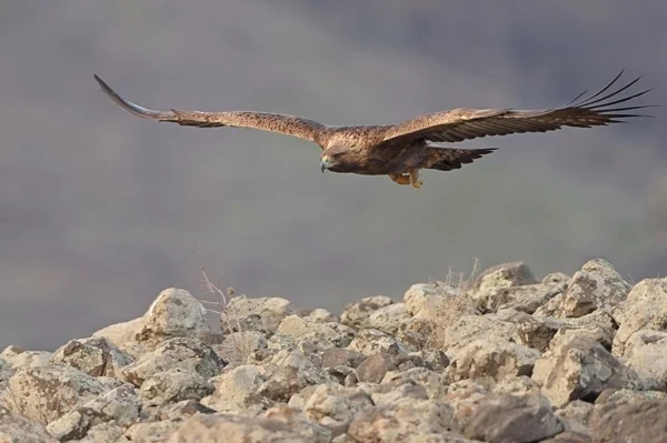 Águila real —  Fotos de Stock