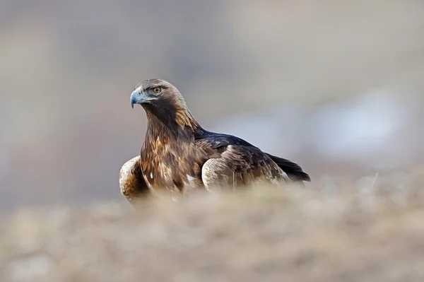 Aquila reale — Foto Stock