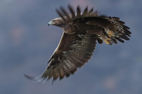 Águila real — Foto de Stock