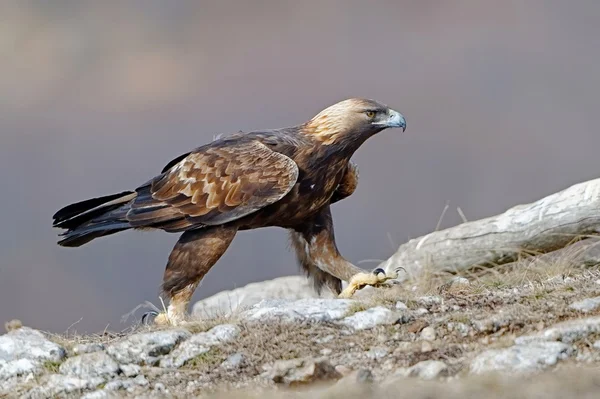 Steinadler — Stockfoto