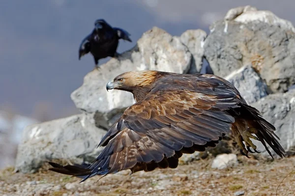 Aquila reale — Foto Stock