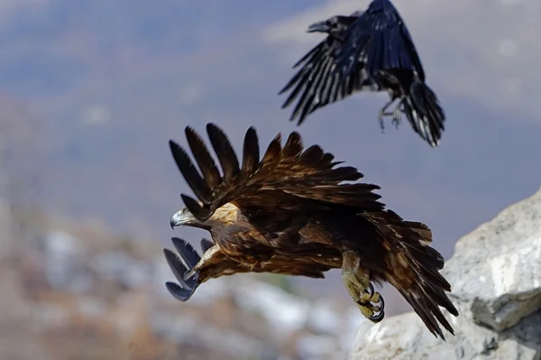 Golden Eagle — Stock Photo, Image