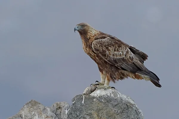 Golden Eagle — Stock Photo, Image