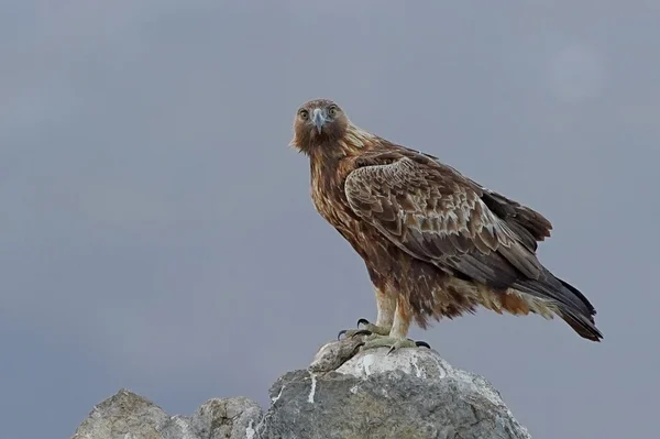 Águila real — Foto de Stock