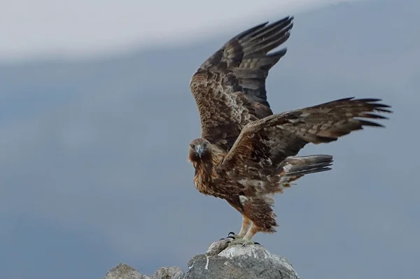 Golden Eagle — Stock Photo, Image