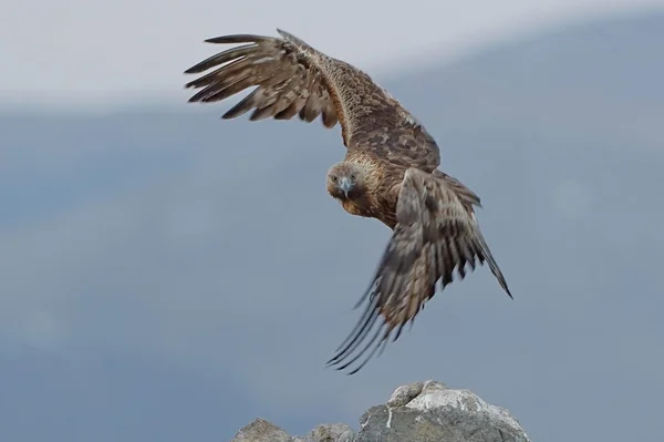 Golden Eagle — Stock Photo, Image