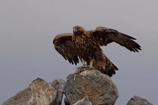 Golden Eagle — Stock Photo, Image