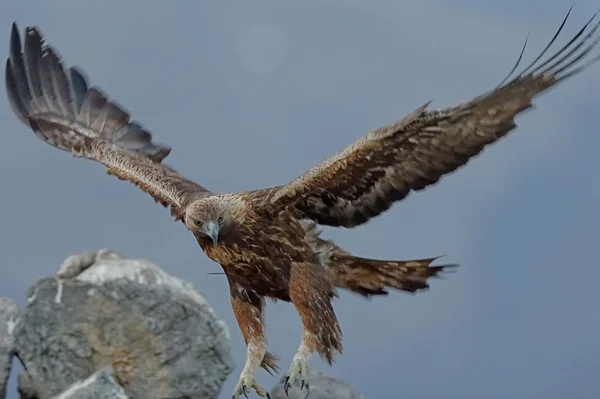 Steinadler — Stockfoto