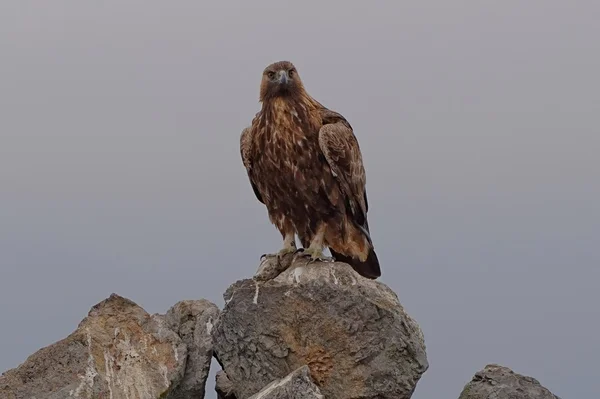 Águila real —  Fotos de Stock