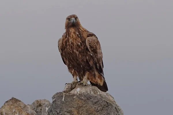 Águila real —  Fotos de Stock