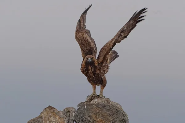 Aquila reale — Foto Stock