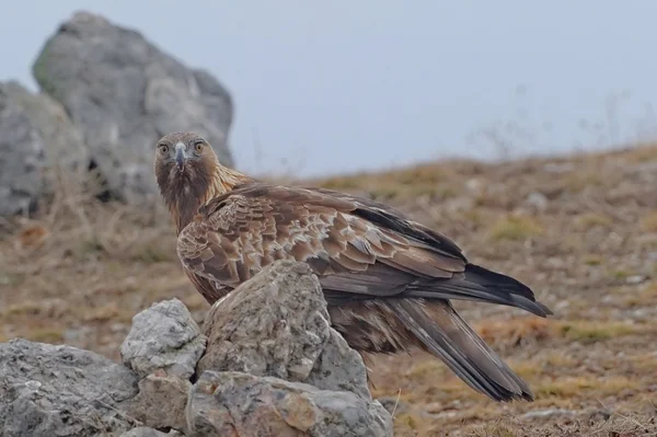 Altın Kartal — Stok fotoğraf