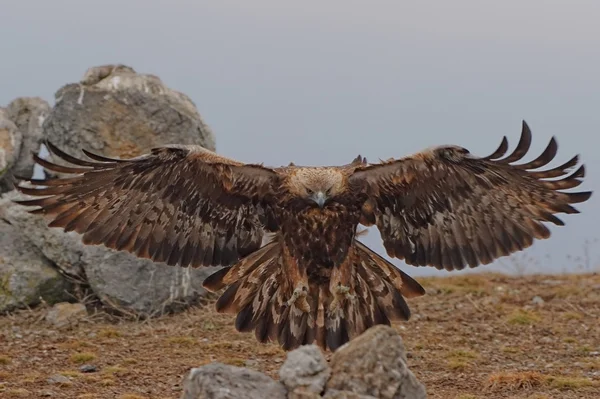 Altın Kartal — Stok fotoğraf