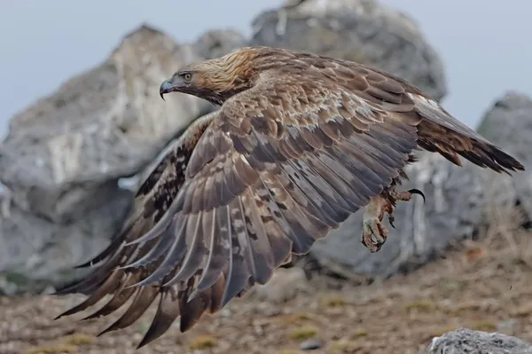 Águila real —  Fotos de Stock