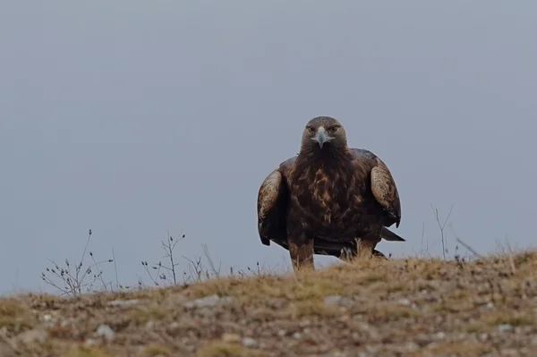 Altın Kartal — Stok fotoğraf