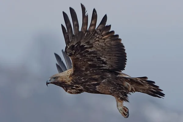 Steinadler — Stockfoto