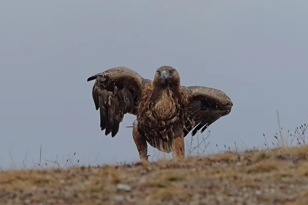 Golden Eagle — Stock Photo, Image