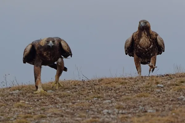 Golden Eagle — Stock Photo, Image