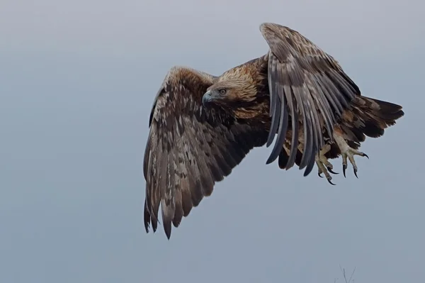 Golden Eagle — Stock Photo, Image