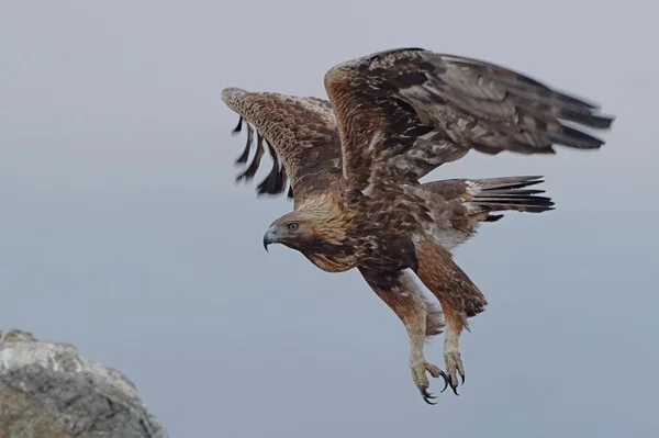 Altın Kartal — Stok fotoğraf